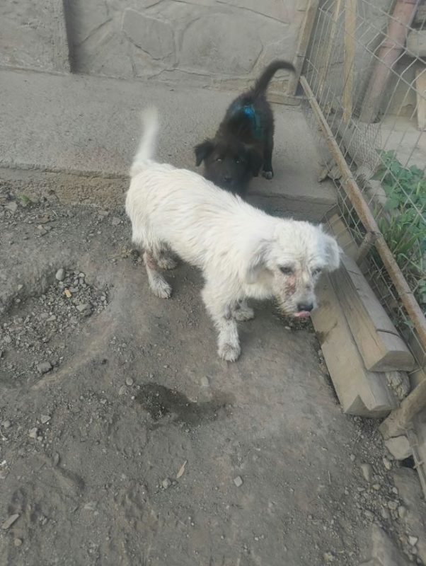 Casper - Chien à adopter - photo 4