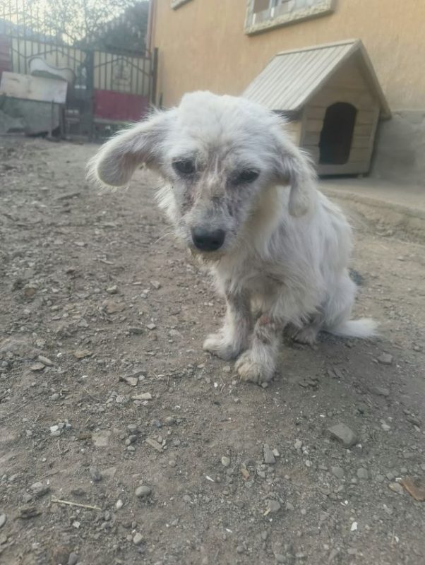 Casper - Chien à adopter - photo 3