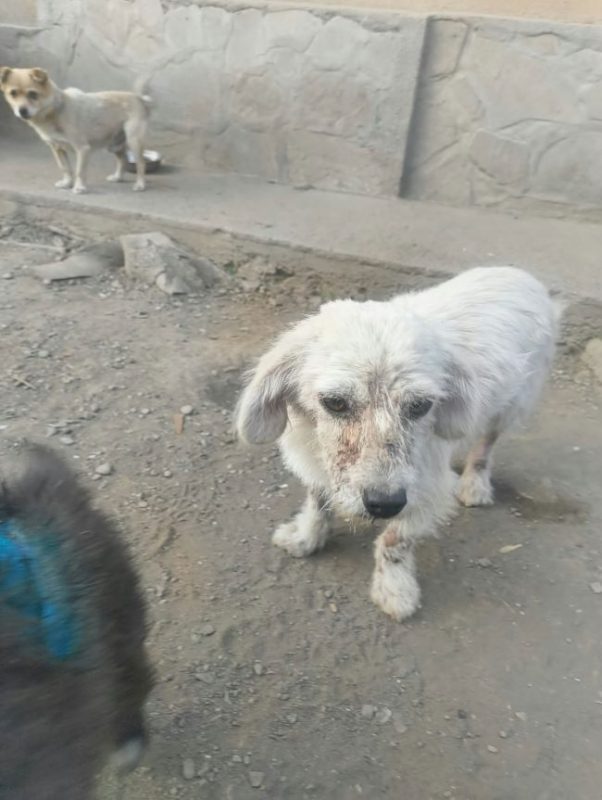 Casper - Chien à adopter - photo 5