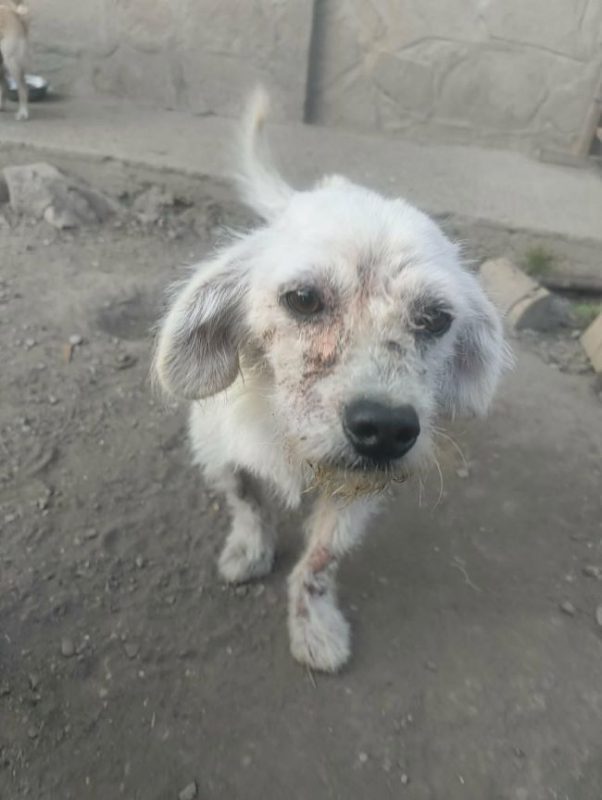 Casper - Chien à adopter