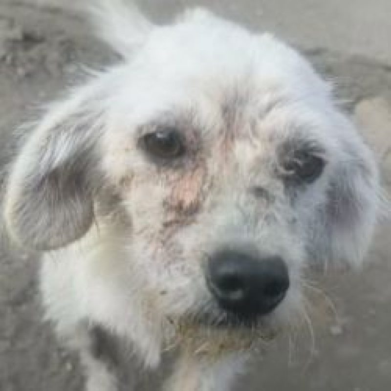 Casper - Chien à adopter - photo 2