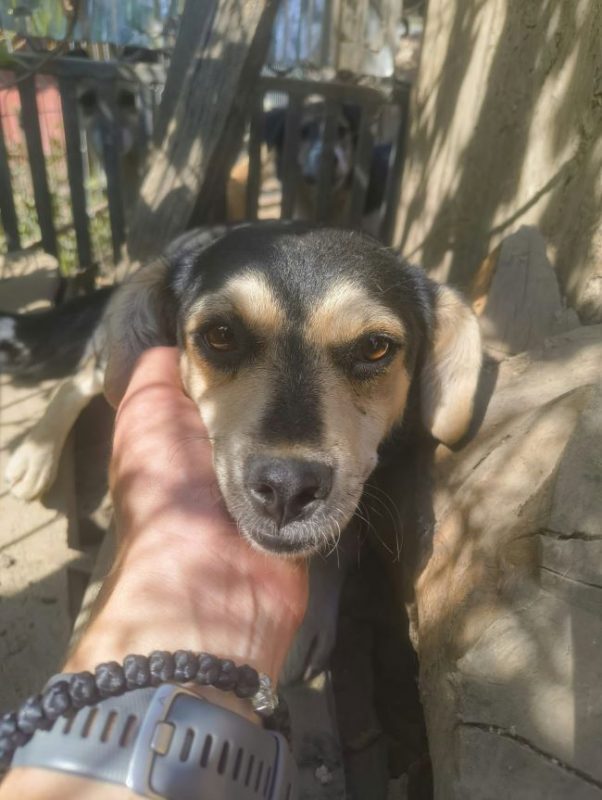 Dulce - Chien à adopter - photo 3