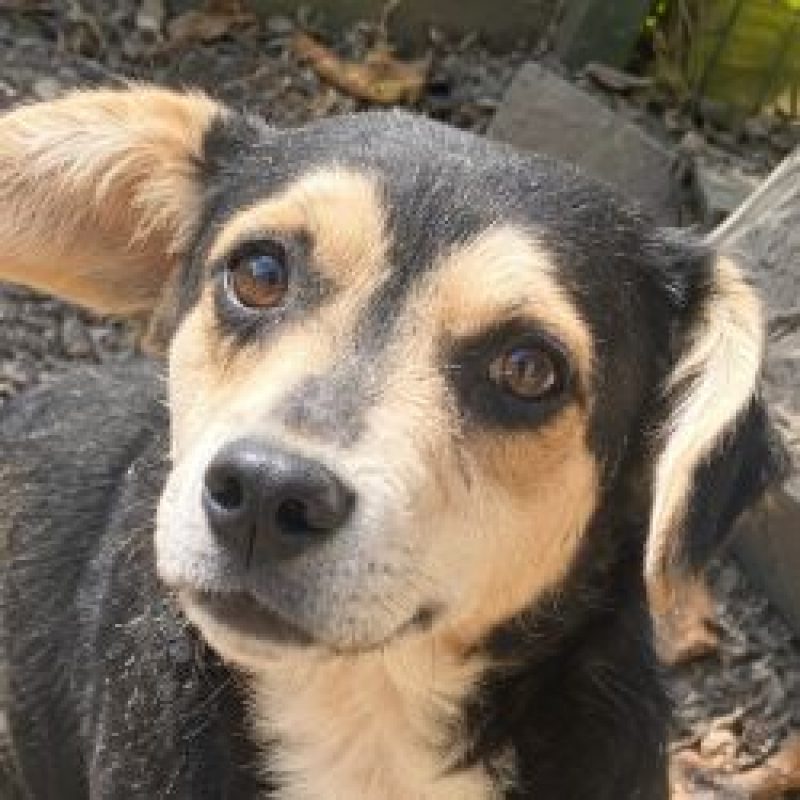 Dulce - Chien à adopter - photo 2