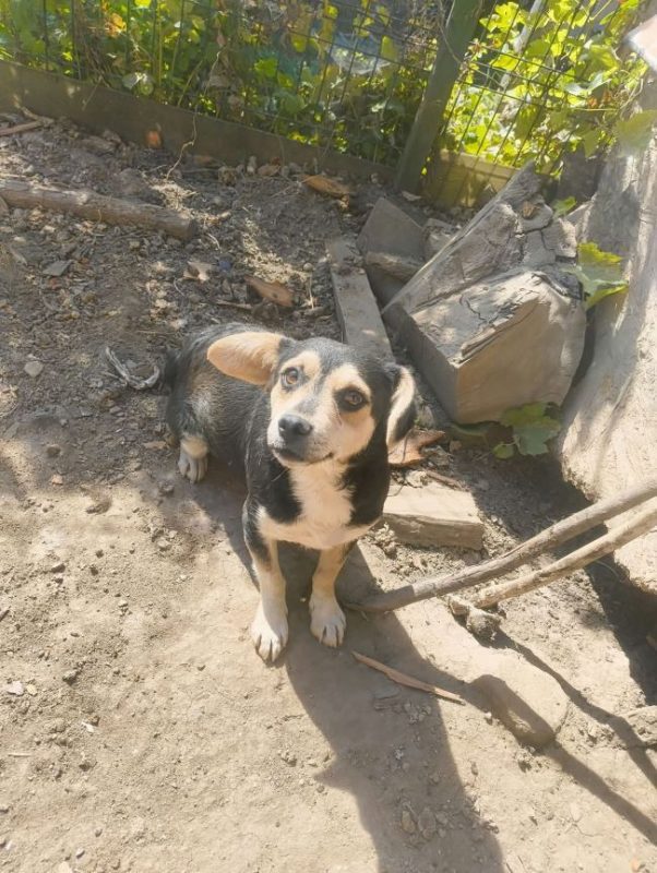 Dulce - Chien à adopter - photo 4