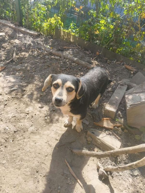 Dulce - Chien à adopter - photo 5