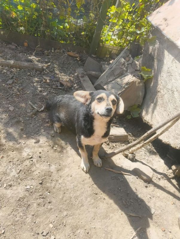 Dulce - Chien à adopter