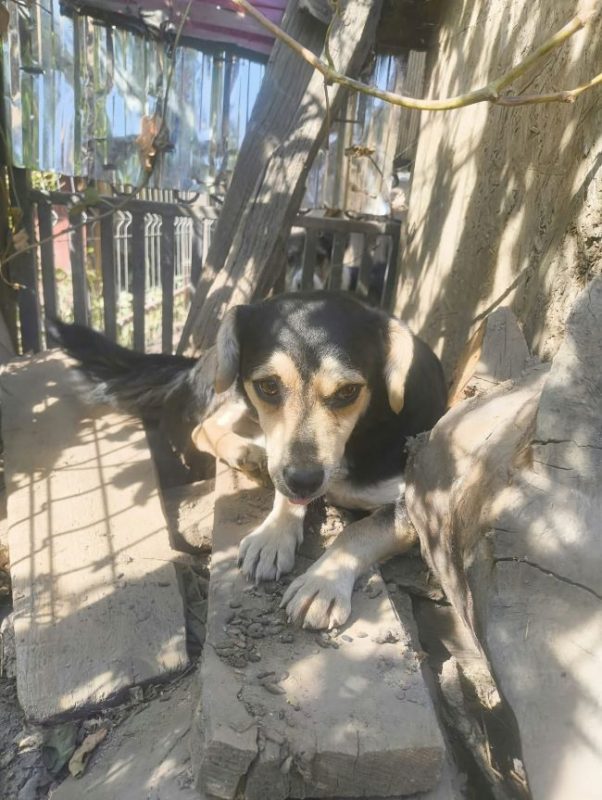 Dulce - Chien à adopter - photo 6