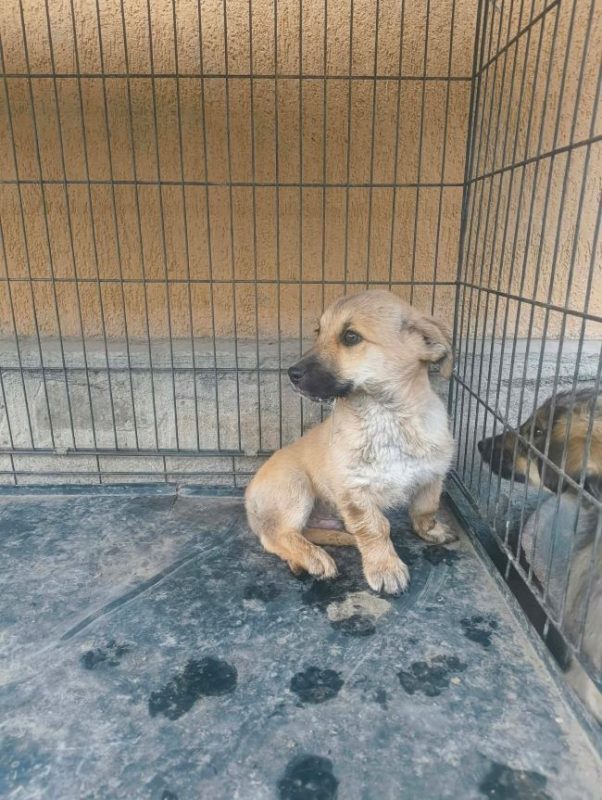 Giacomo - Chien à adopter - photo 4
