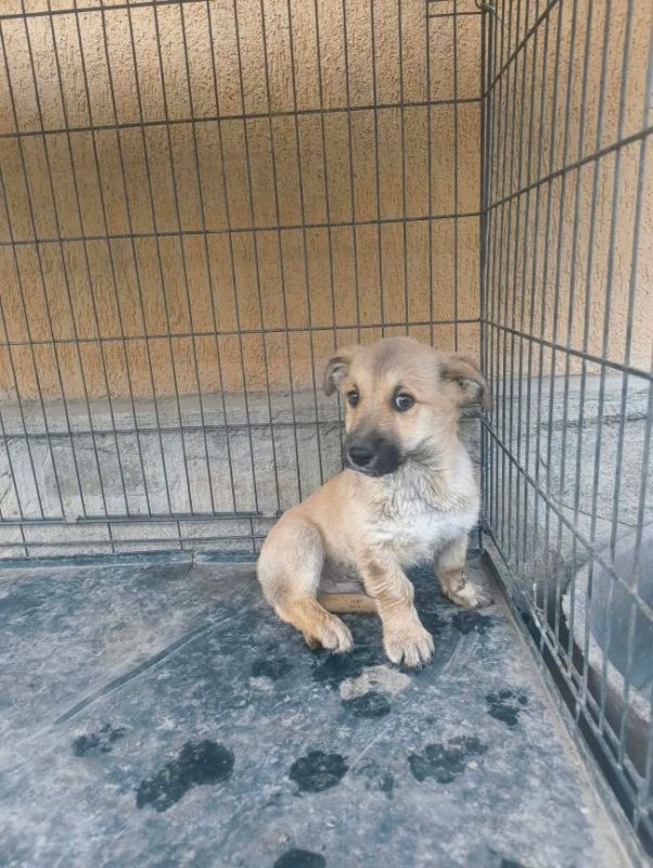 Giacomo - Chien à adopter - photo 3