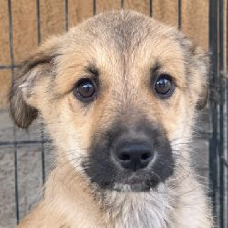 Giacomo - Chien à adopter - photo 5
