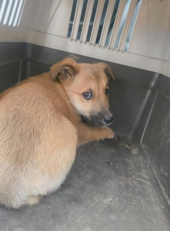 Giacomo - Chien à adopter