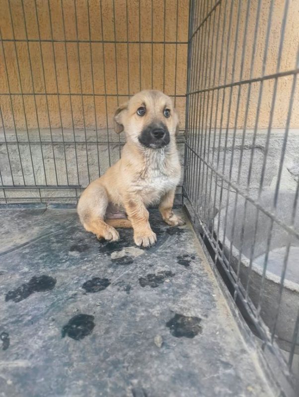 Giacomo - Chien à adopter - photo 2