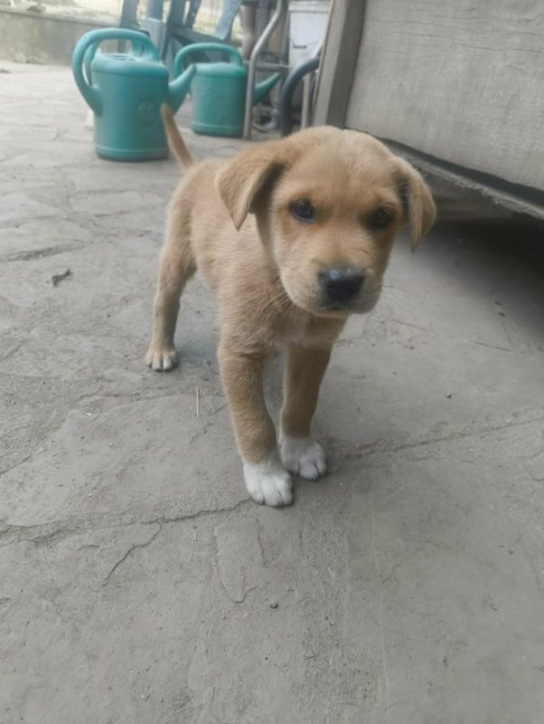 Huckleberry - Chien à adopter