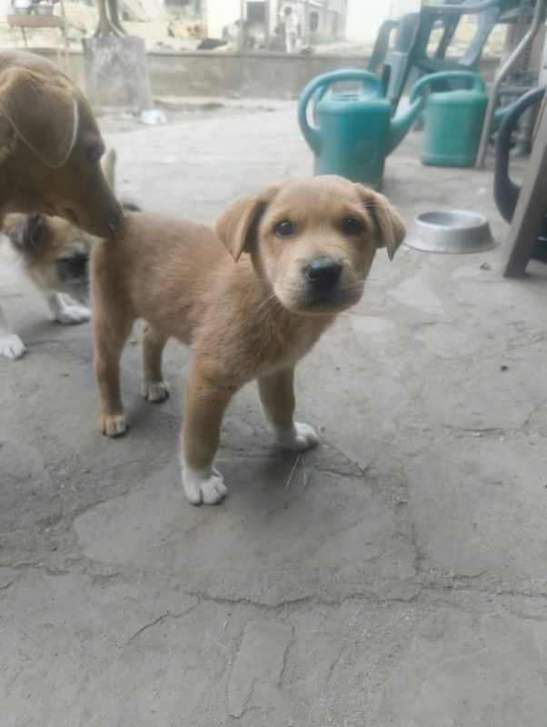 Huckleberry - Chien à adopter - photo 4