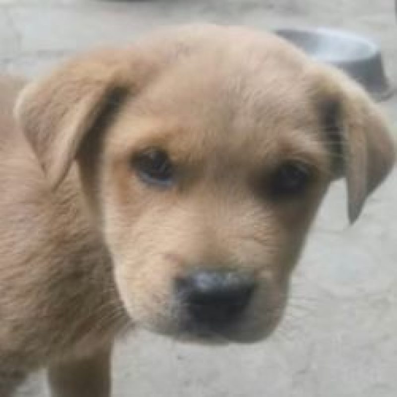 Huckleberry - Chien à adopter - photo 2