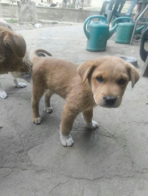 Huckleberry - Chien à adopter - photo 5