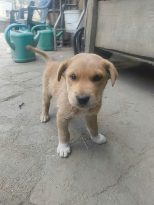 Huckleberry - Chien à adopter - photo 6