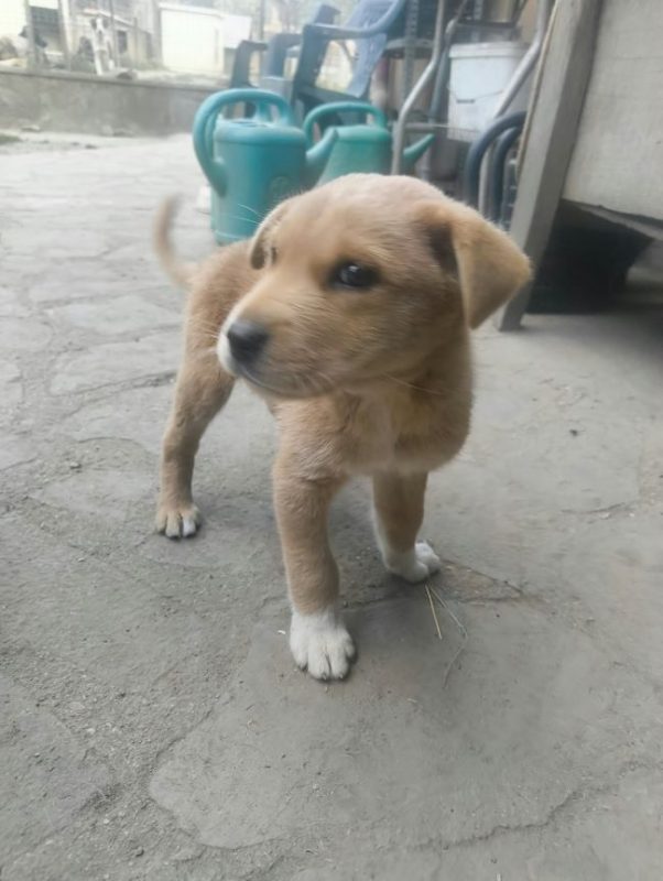 Huckleberry - Chien à adopter - photo 3