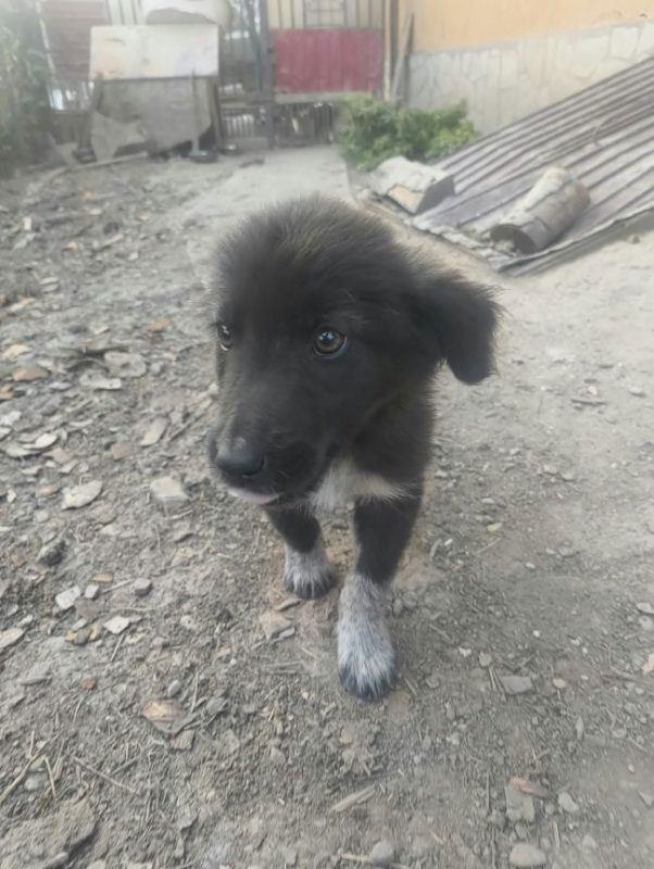Désirée - Chien à adopter