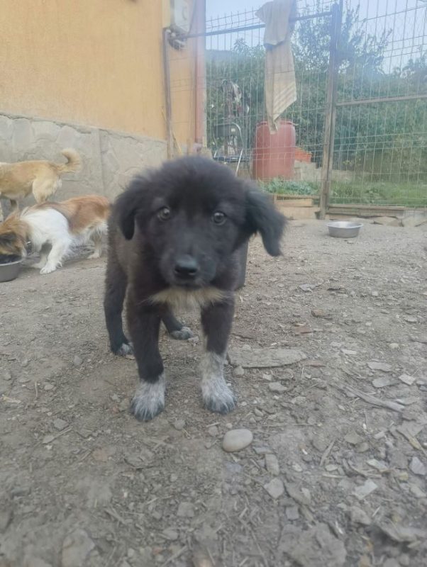 Désirée - Chien à adopter - photo 3