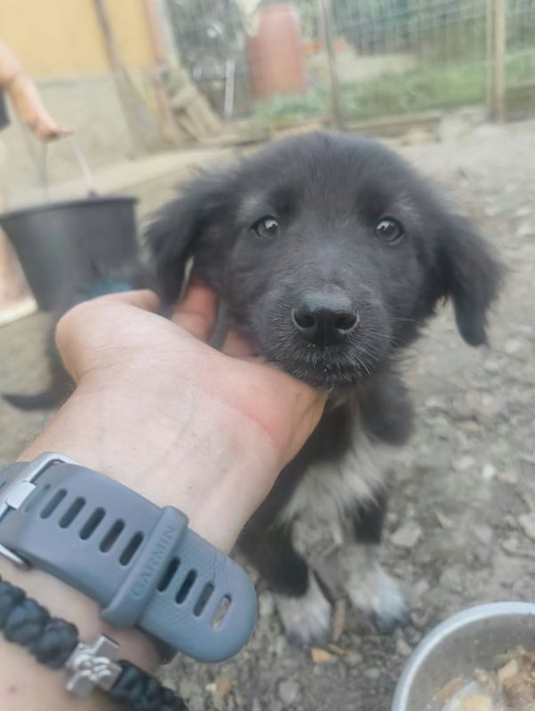 Désirée - Chien à adopter - photo 2