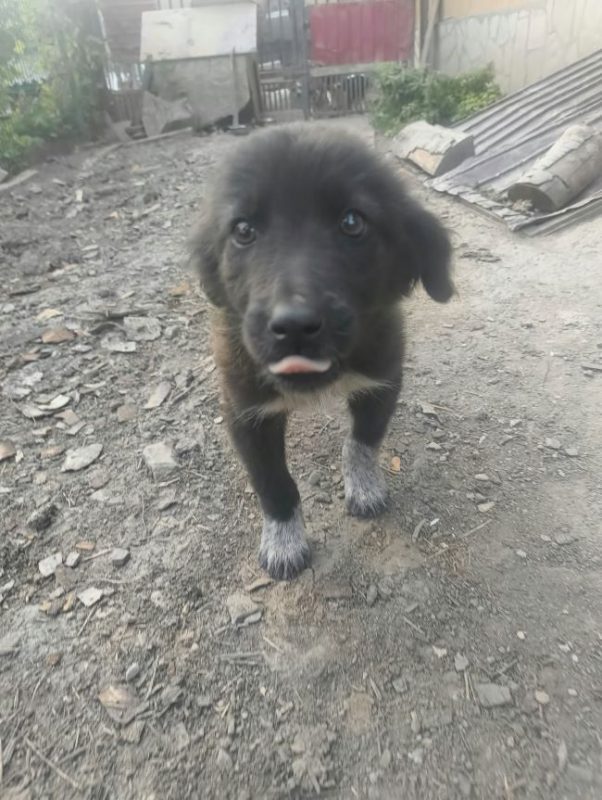 Désirée - Chien à adopter - photo 4