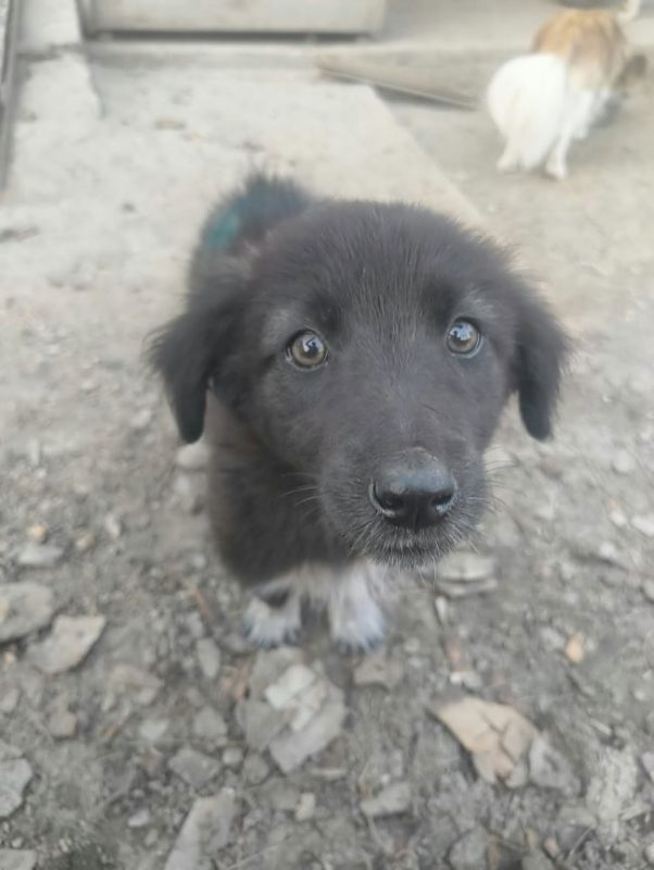 Désirée - Chien à adopter - photo 5