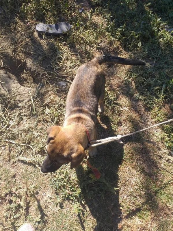 Maisy - Chien à adopter
