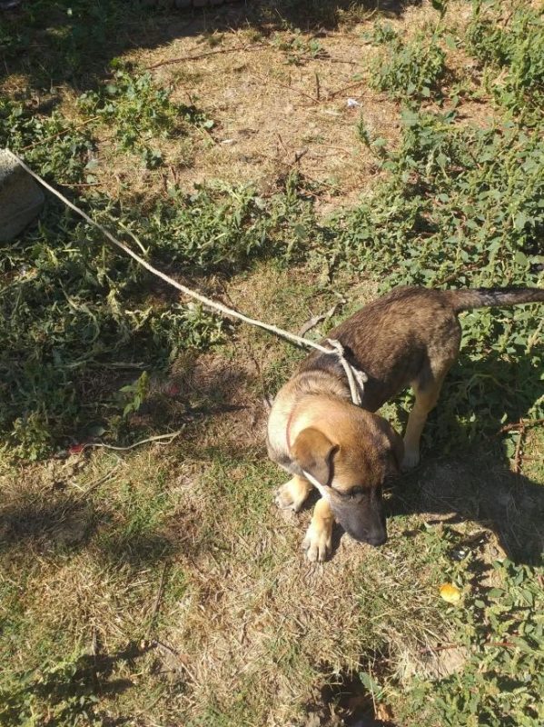 Maisy - Chien à adopter - photo 3