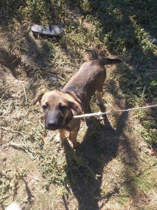 Maisy - Chien à adopter - photo 4