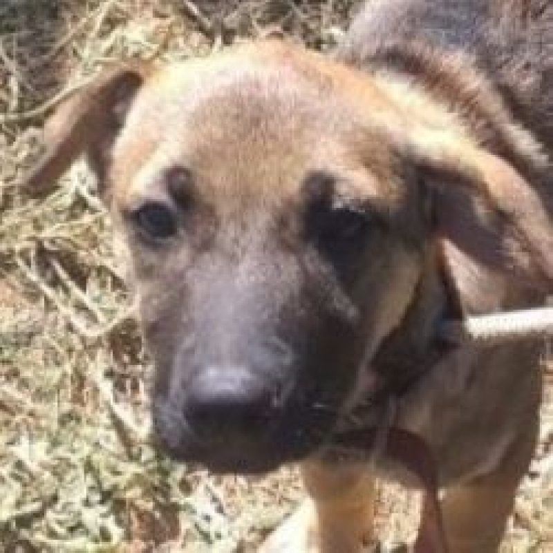 Maisy - Chien à adopter - photo 2