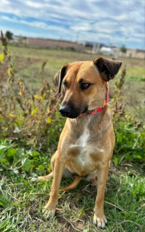 THALIA - Chien à adopter