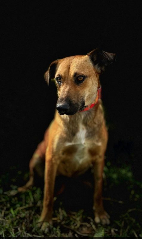 THALIA - Chien à adopter - photo 2