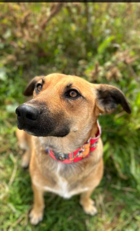 THALIA - Chien à adopter - photo 3