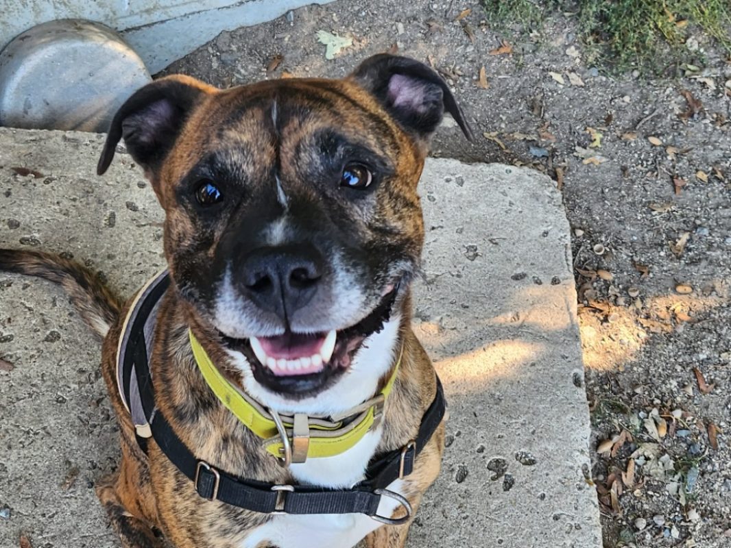 Storm - Chien à adopter