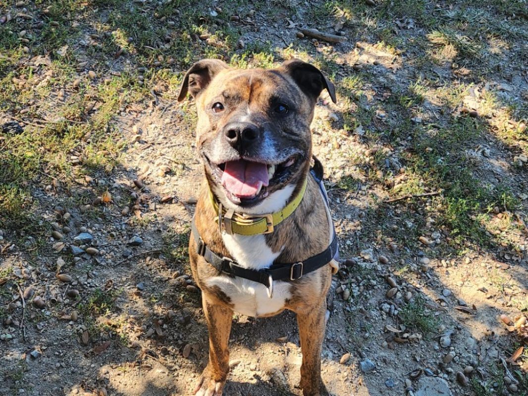 Storm - Chien à adopter - photo 2