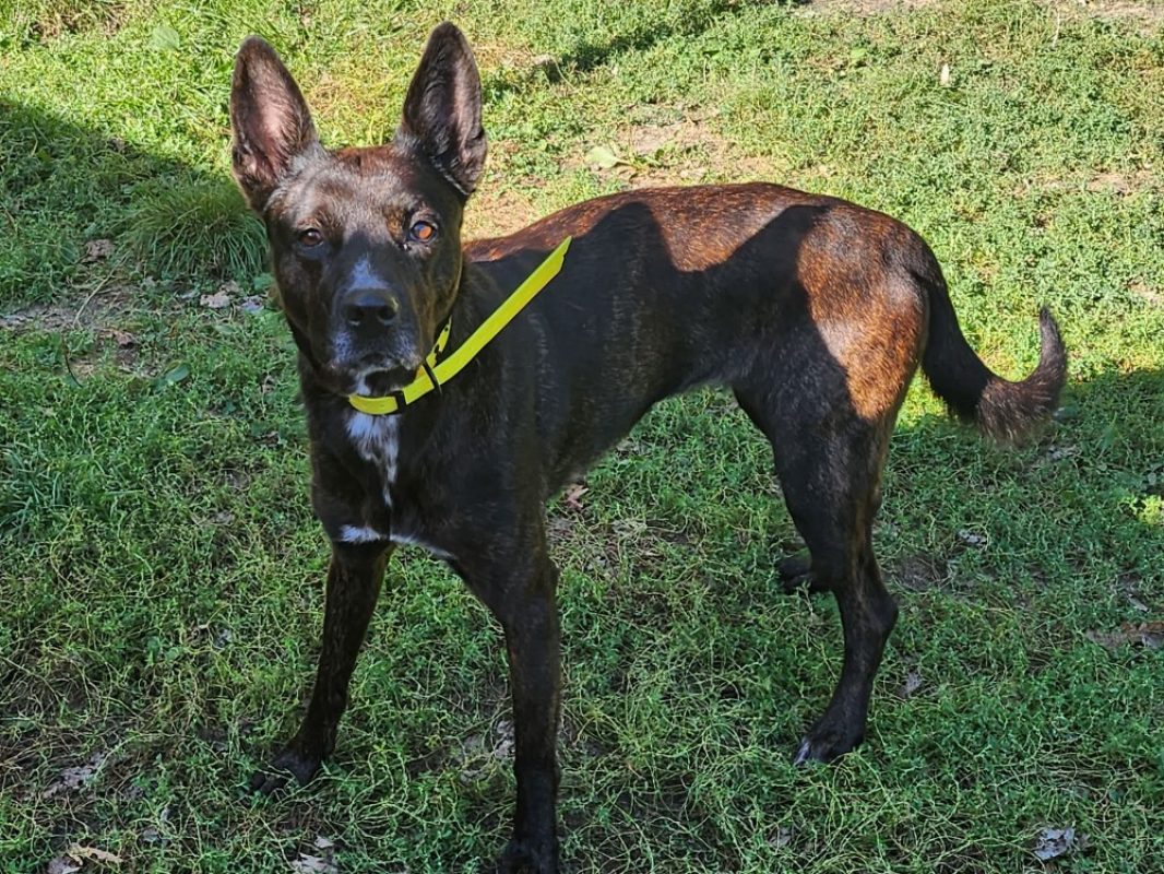 Volta - Chien à adopter - photo 2