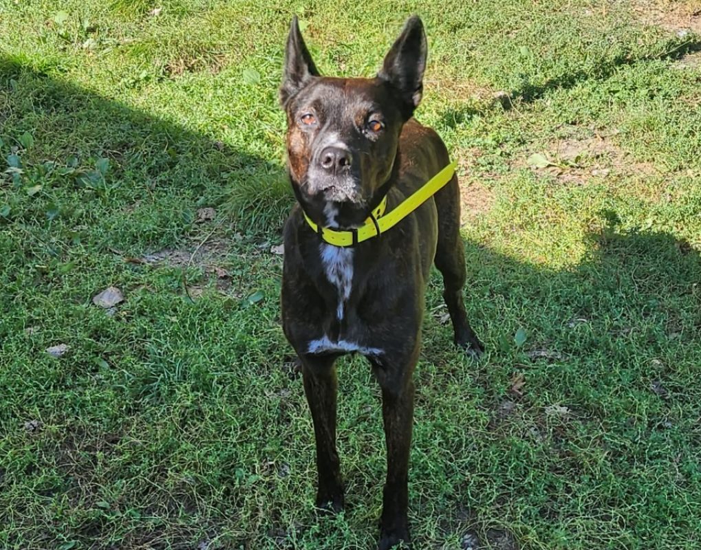 Volta - Chien à adopter - photo 3