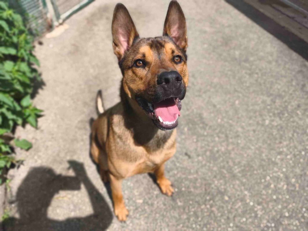 Lino - Chien Berger à adopter