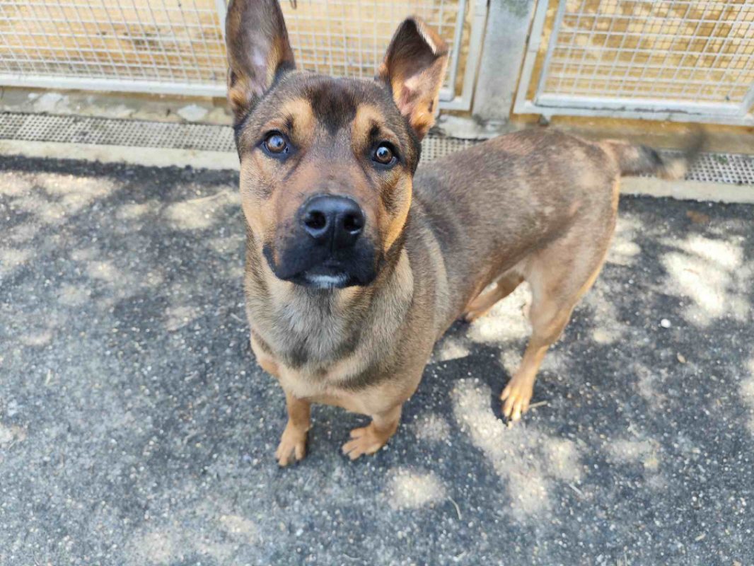 Lino - Chien Berger à adopter - photo 3