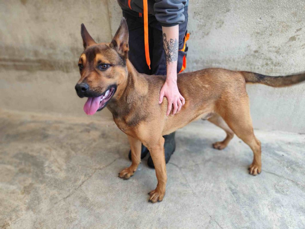 Lino - Chien Berger à adopter - photo 4