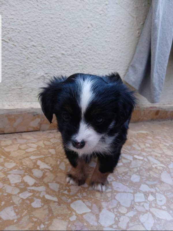 PIXIE - Chien à adopter