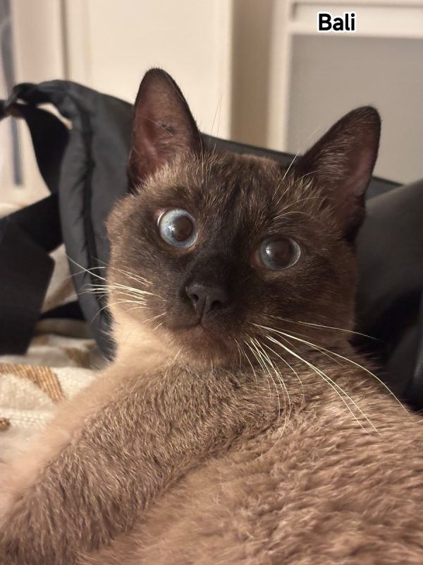 BALI - Chat Siamois à adopter
