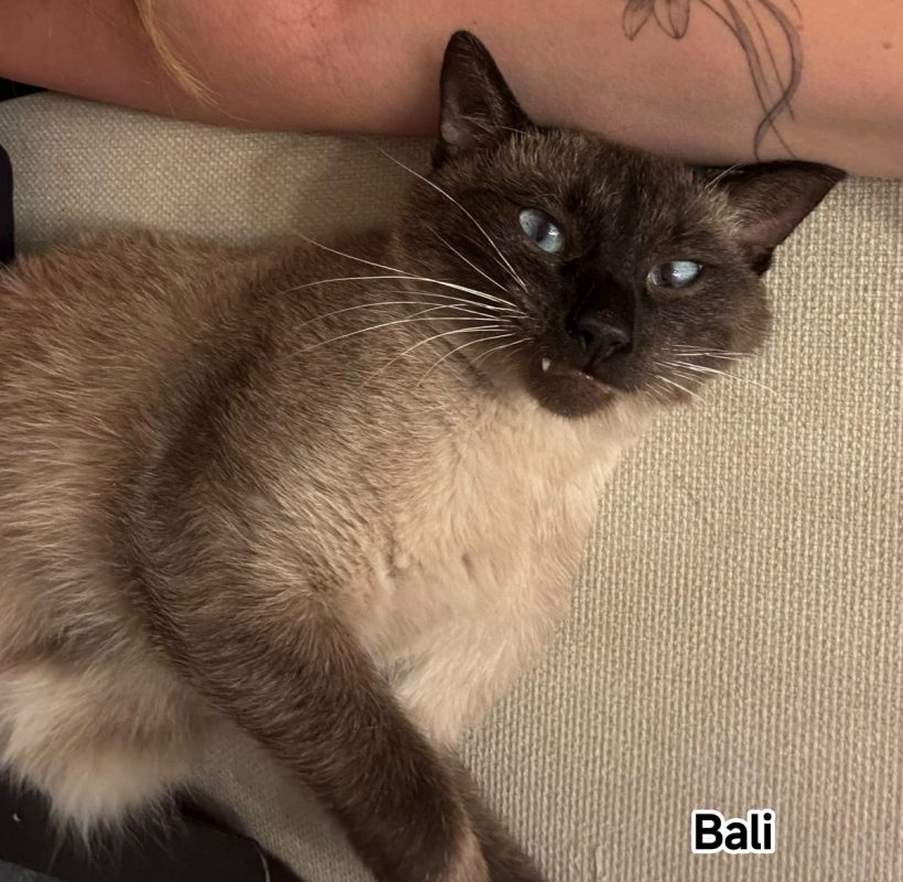 BALI - Chat Siamois à adopter - photo 2
