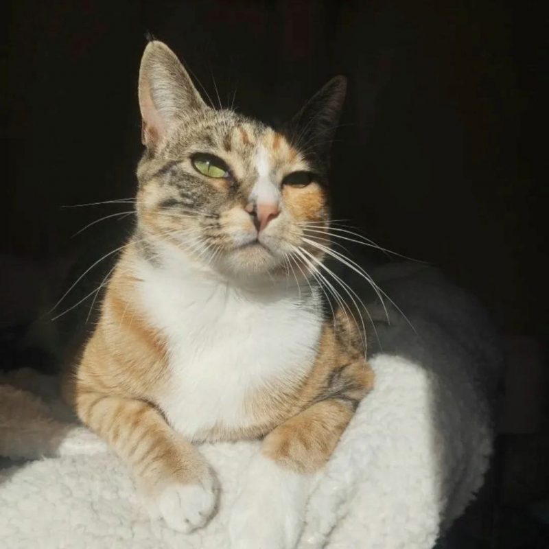 Siena - Chat à adopter - photo 4