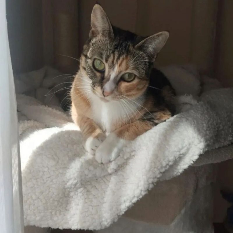 Siena - Chat à adopter - photo 5
