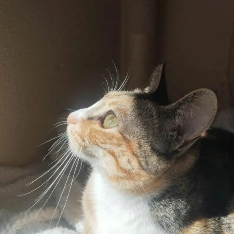 Siena - Chat à adopter - photo 3