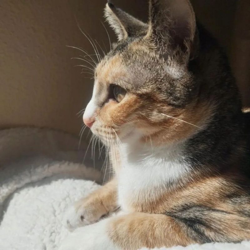 Siena - Chat à adopter - photo 2