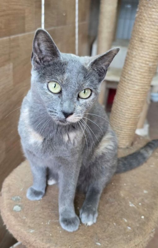 Niebla - Chat à adopter - photo 4