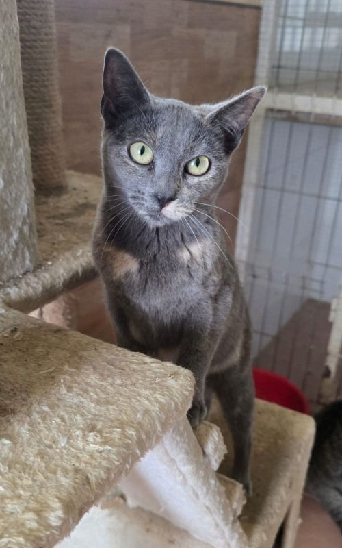 Niebla - Chat à adopter - photo 2
